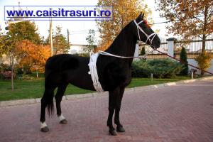 ARMASARI si IEPE de VANZARE / Cai de vanzare