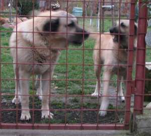 vand kangal