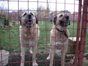 vand kangal