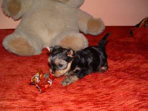 Yorki de vanzare