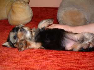 Yorki de vanzare