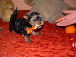 Yorki de vanzare