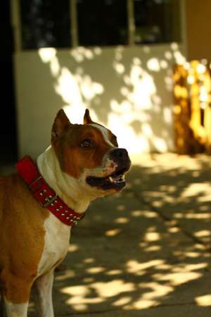 vand pui amstaff de rasa pura