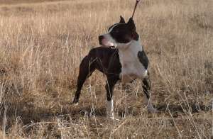 vand pui amstaff de rasa pura