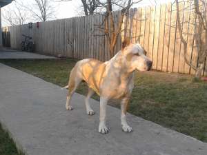 vand pui amstaff de rasa pura