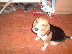 Pierdut Sa furat o catelusa de rasa pura BEAGLE-Tricolor,    femela