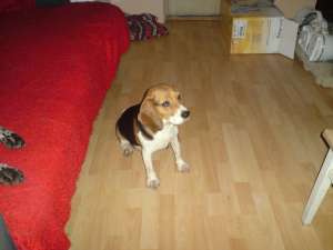 Pierdut Sa furat o catelusa de rasa pura BEAGLE-Tricolor,    femela
