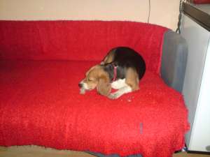 Pierdut Sa furat o catelusa de rasa pura BEAGLE-Tricolor,    femela