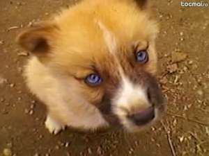 Vand 3 catei Husky