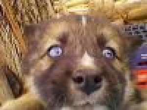 Vand 3 catei Husky