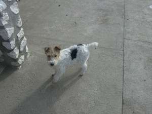 Vand FOX TERRIER ,  6 luni,  femela