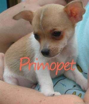Catei Chihuahua Toy de Vanzare