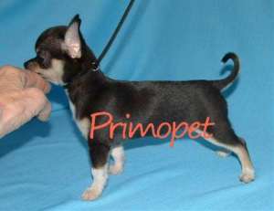Catei Chihuahua Toy de Vanzare