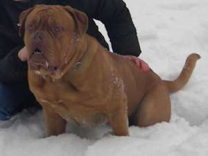 VAND PUI DOGUE DE BORDEAUX