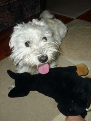 schnauzer pitic alb