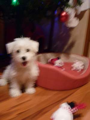 schnauzer pitic alb