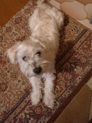 schnauzer pitic alb