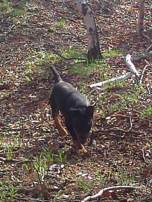 jagdterrier 18 luni mascul