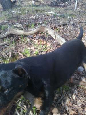 jagdterrier 18 luni mascul