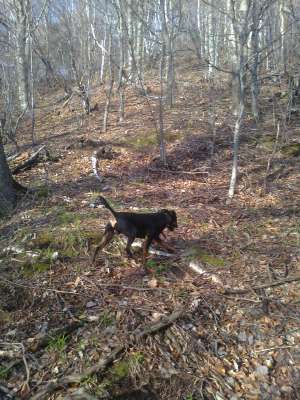 jagdterrier 18 luni mascul