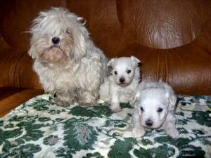 puisori superbi bichon malteze 120euro