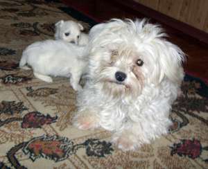 puisori superbi bichon malteze 120euro
