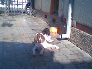Vand catei rasa  pointer englez