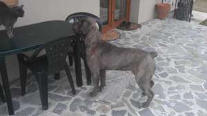 oferta!!!mascul deosebit cane corso