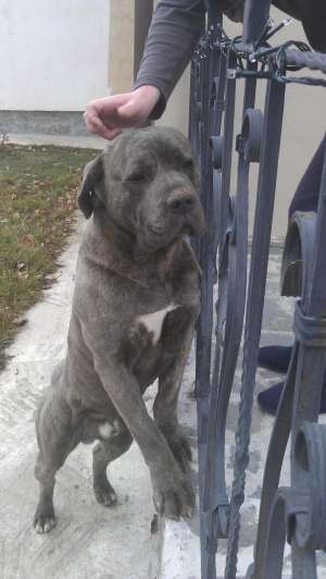 oferta!!!mascul deosebit cane corso