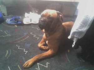 MASCUL BOXER 5 ANI TALIE MARE