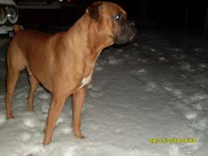MASCUL BOXER 5 ANI TALIE MARE
