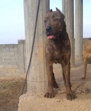 Presa Dogo Canario femela
