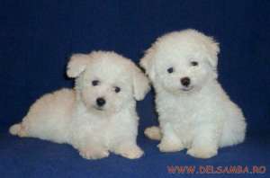 DE VANZARE PUI BICHON MALTESE si PUI BICHON BOLOGNESE