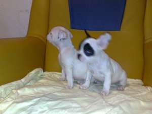 masculi bulldog francezi
