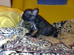 masculi bulldog francezi