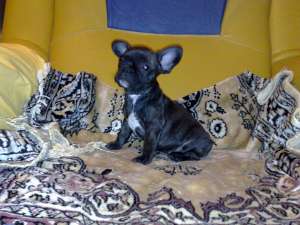 masculi bulldog francezi