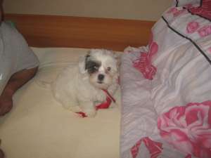 Caut catea bichon