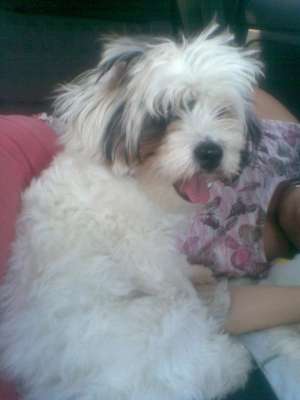 Caut catea bichon
