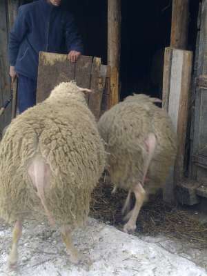 berbeci friza