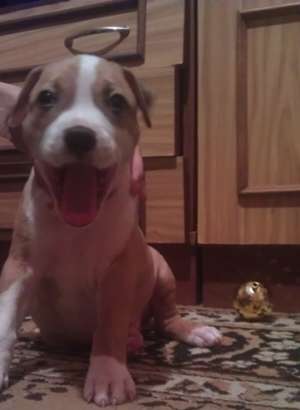 VAND PUI AMSTAFF  6 saptamani cu carnet de sanatate