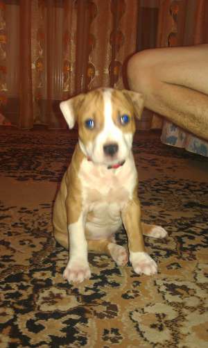 VAND PUI AMSTAFF  6 saptamani cu carnet de sanatate