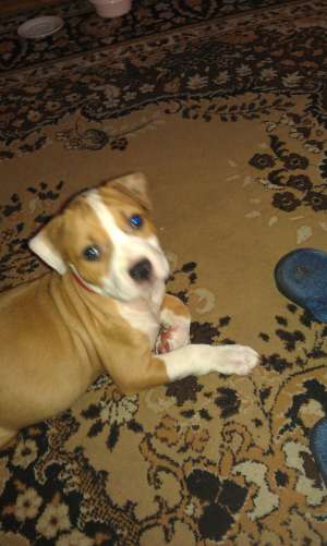 VAND PUI AMSTAFF  6 saptamani cu carnet de sanatate