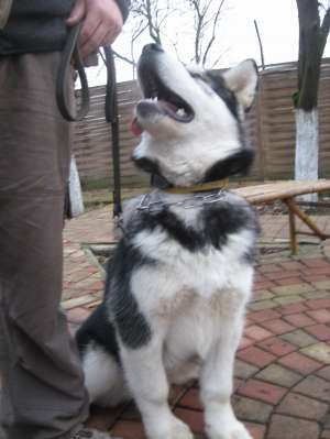 Dresaj canin profesional, Satu mare