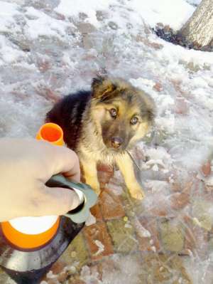 Dresaj canin profesional, Satu mare