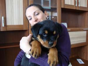 catei rottweiler