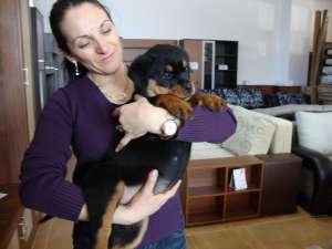 catei rottweiler