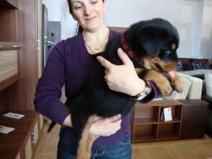catei rottweiler