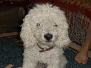 pierdut caniche