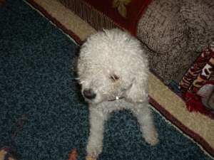 pierdut caniche