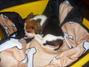 vand urgent mascul beagle tricolor iasi